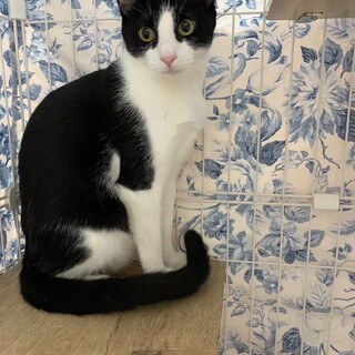 少しシャイな美男子、やつはしくん