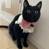 こしあん