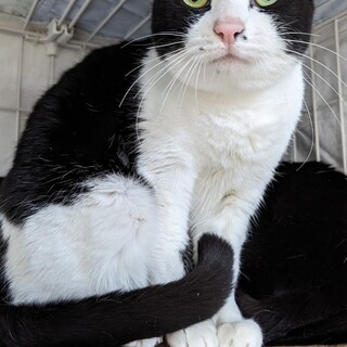 元飼い主様が施設へ入所のため保護してされたミミぽん