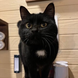 胸元のエンジェルマークがチャームポイント！クロぽん