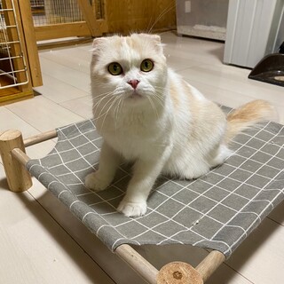 ツンデレ猫シーちゃん