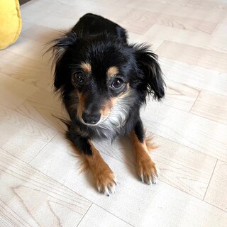 さみしがりやのはなちゃん