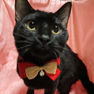 まん丸お目々♪ひょうきんな黒猫『クロロ』1歳