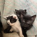 黒猫の男の子2匹