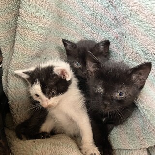 黒猫の男の子2匹