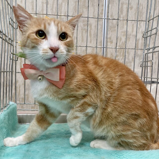 なれなれ♪アメショ風『チャロくん』1歳