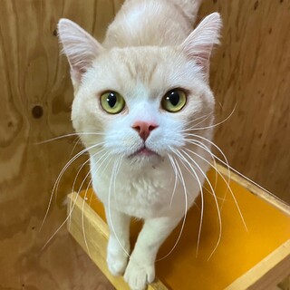 イケメン猫くんココ