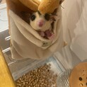 人慣れしてるモモンガです