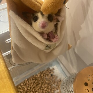 人慣れしてるモモンガです