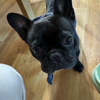 元気なフレンチブルドッグの男の子