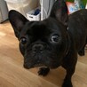 元気なフレンチブルドッグの男の子 サムネイル2