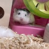 はむちゃんずとゆかいな仲間たち