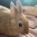 仔ウサギ(種別不明)メス、もうすぐ4ヶ月