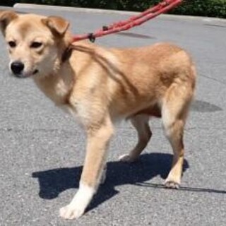 白いくつ下が可愛い野犬の女の子♡苺（いちご）ちゃん