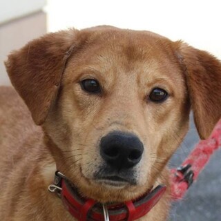 おだやかで友好的な幹(みき)くん