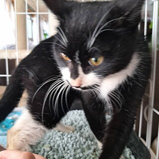 ちょび髭黒白君の子超甘えん坊。猫初心者さんに
