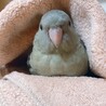 百瀬06さん