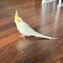 オカメインコのオスもうじき3歳です