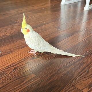 オカメインコのオスもうじき3歳です
