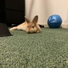 赤ちゃんうさぎです！ サムネイル3