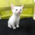 人懐っこい子猫の里親募集