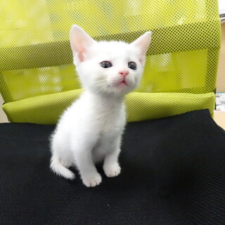 人懐っこい子猫の里親募集