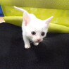 人懐っこい子猫の里親募集 サムネイル2
