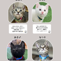 君と猫の赤い糸譲渡会 サムネイル2