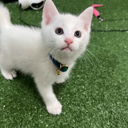 君と猫の赤い糸譲渡会 サムネイル3