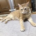 心に傷を持つ「オン」ちゃん、里親さん募集です。