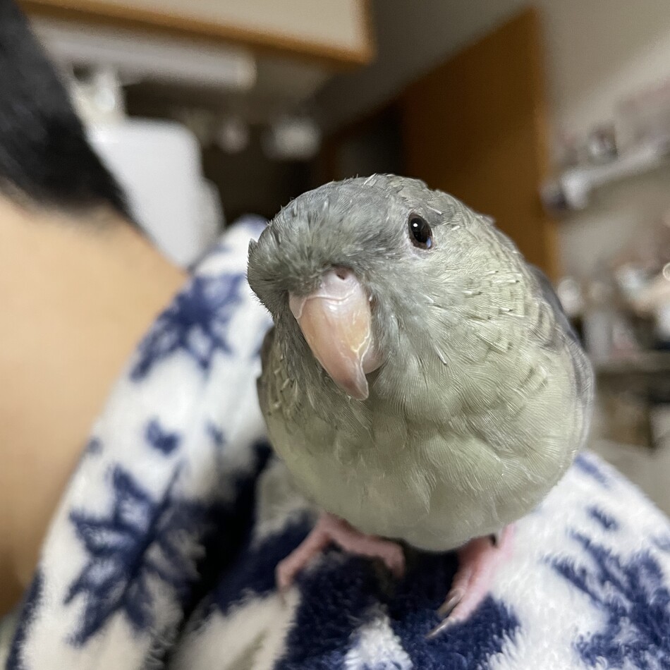 とろのカバー写真