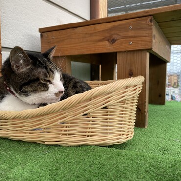 仕事から帰ったらトムさんがいない？どこどこ？と探すとベランダで寝てた。紫外線で風邪ウイルスを滅菌する派かw