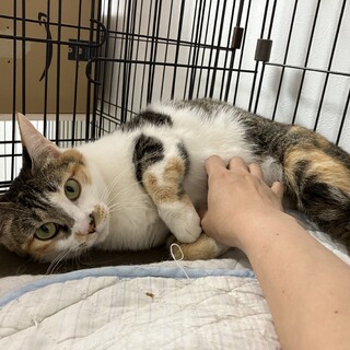 綺麗な毛色♡パステル三毛のぴよちゃん