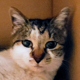 いつも寝ぼけ顔の「ティラ」