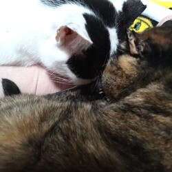 「甘えん坊になってきました。」サムネイル2