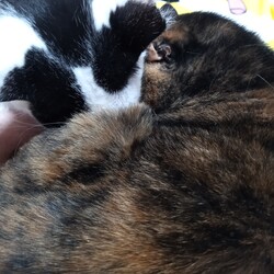 「甘えん坊になってきました。」サムネイル3