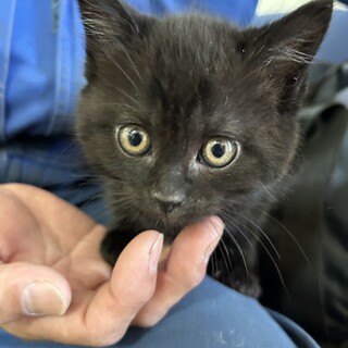 ブラックスモーク2ヶ月の女の子