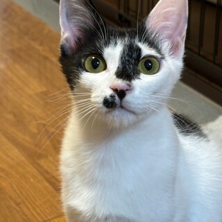 【虐待現場から保護】魅力を秘めたシャイボーイはなお