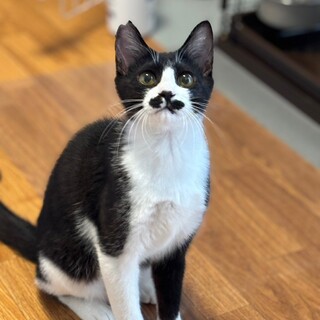 【虐待現場から保護】ちょびヒゲの紳士なお顔の寿太郎