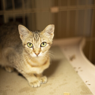 お転婆の女の子生後約６ヶ月　きなこちゃん♪