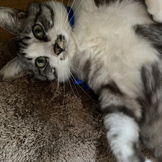 人好きわがままボディサバトラオス4才