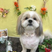 おもち