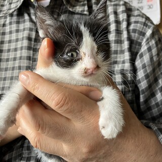 ハチワレの女の子