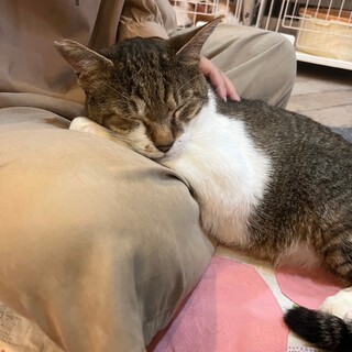 お膝で寝るのが大好き！ロナウジーニョ