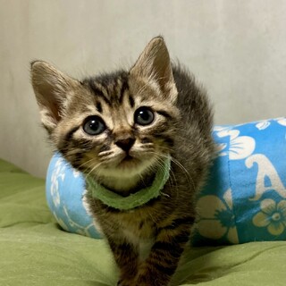 三つ子兄妹みんな仲良し♪　マロくん