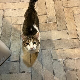 【多頭飼育現場より】目で語りかける男、ベッカム