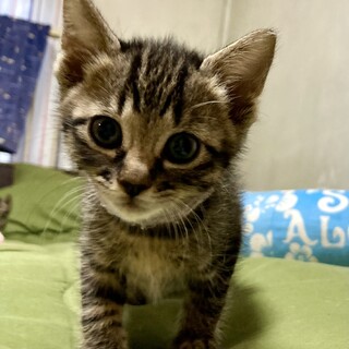 三つ子兄妹みんな仲良し♪　メグ（２６日不参加）