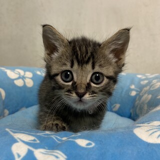 三つ子兄妹みんな仲良し♪　ももちゃん