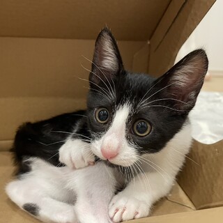 人が大好きです☆ずっとのおうちを探しています