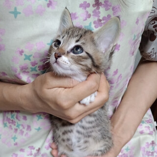 やんちゃ盛り元気な２ヵ月男の子『ドミノ』